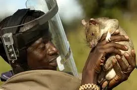 rata rata