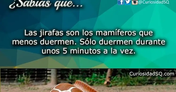 Así duermen las jirafas