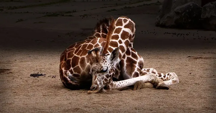 reino animal