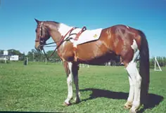 Arnes para equinoterapia