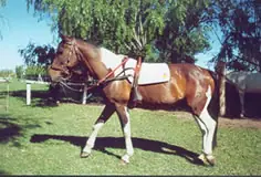 caballos