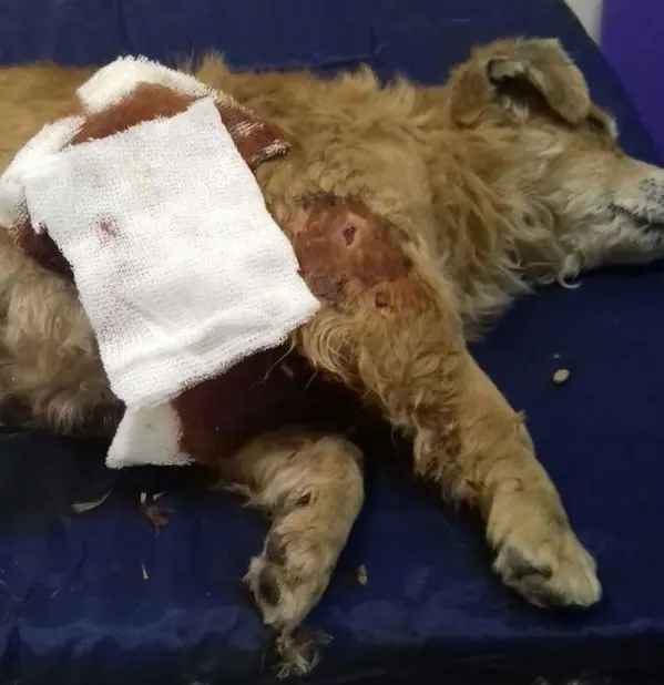 Indignante: Pareja apuñala a una perrita