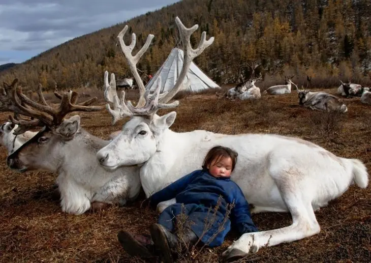 La increíble vida de los mongoles y sus renos en Mongolia