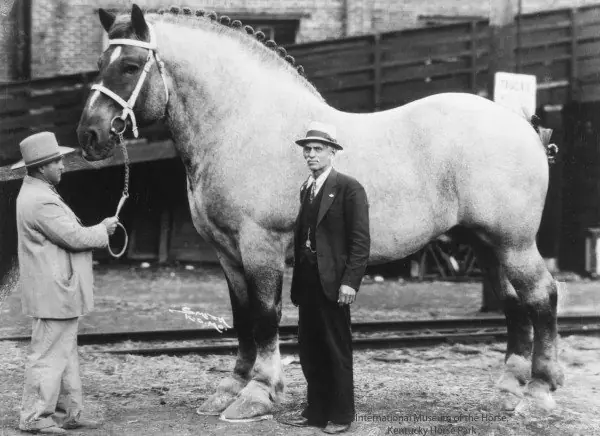 caballo