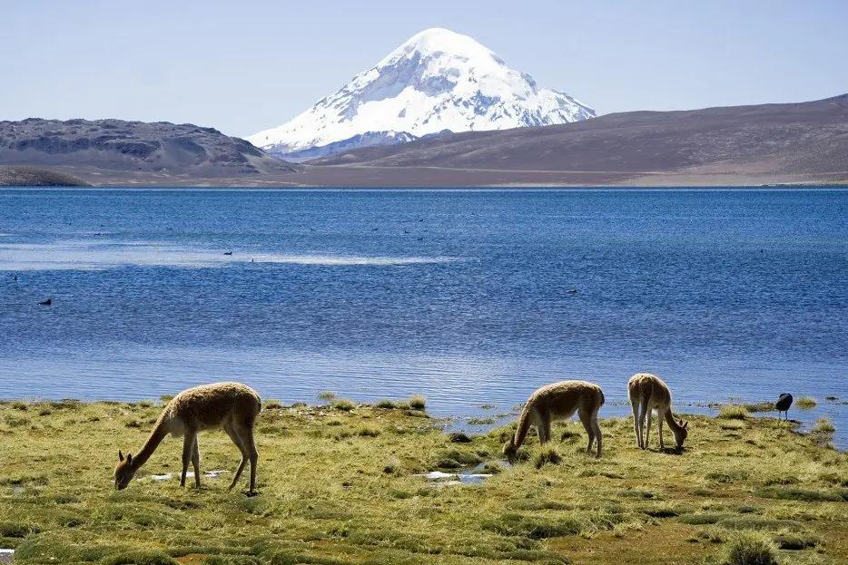 CHILE CHILE