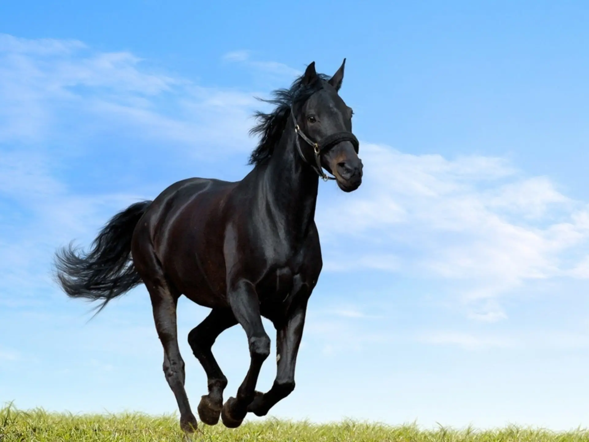 El caballo mas grande del mundo