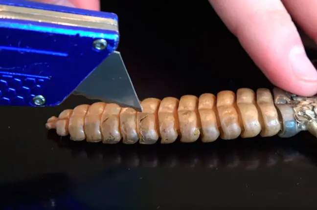 Esto hay dentro de un cascabel de serpiente