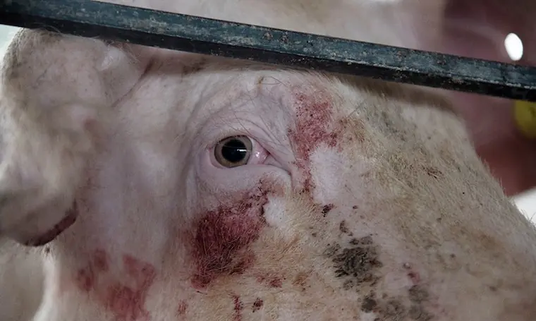 10 hechos sobre el vegetarianismo que te sorprenderán