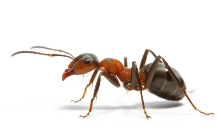 Hormigas