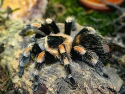 ¿Cuánto sabes sobre venenos animales? ¿Cuánto sabes sobre venenos animales?