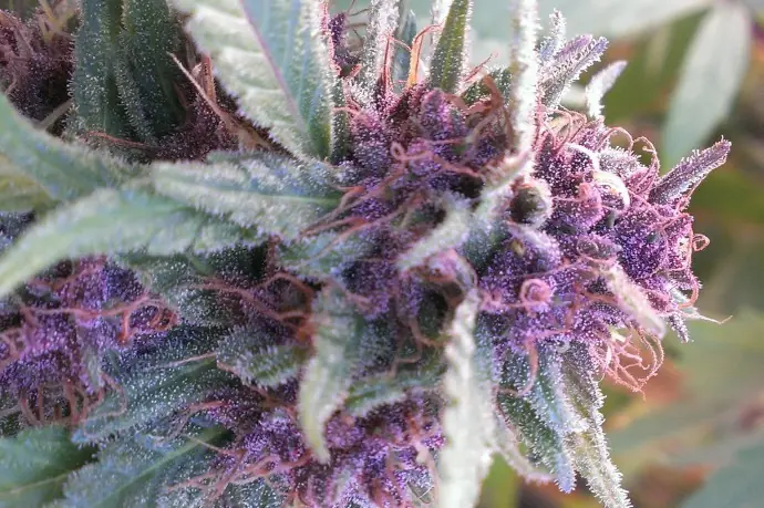 Marihuana de colores… ¿De qué dependen?