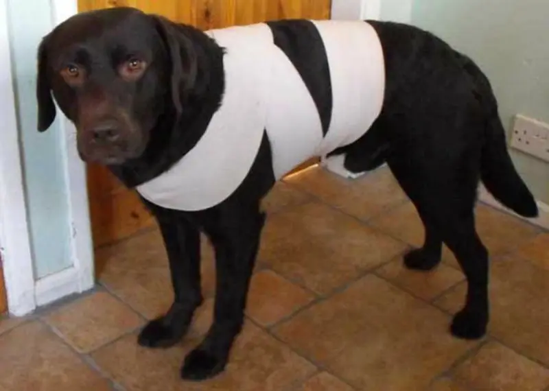 Como hacer que tu perro no se asuste con fuegos artificiales