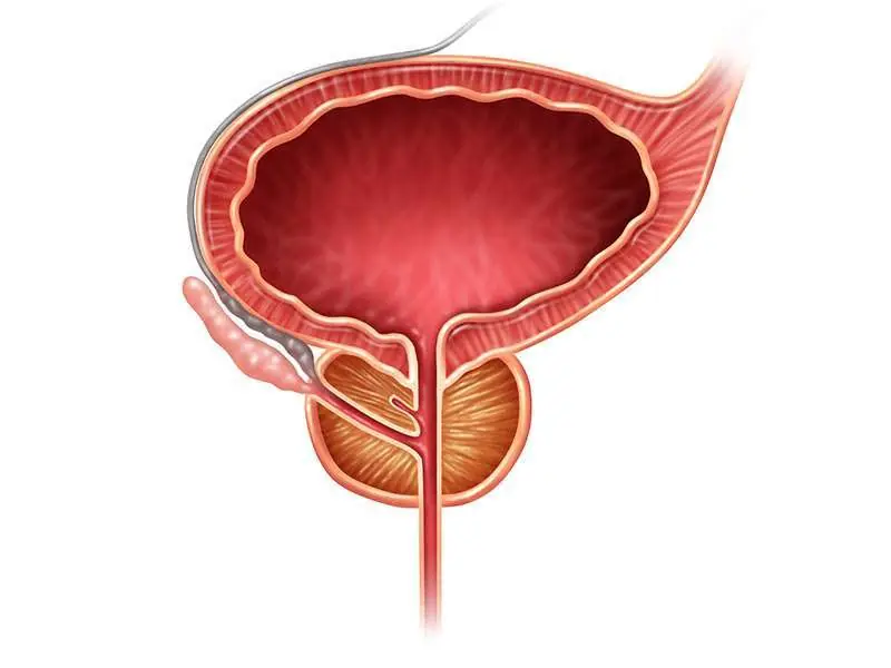 prostata