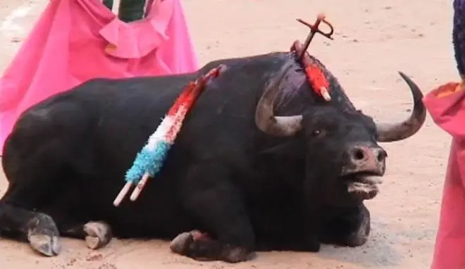 toros toros
