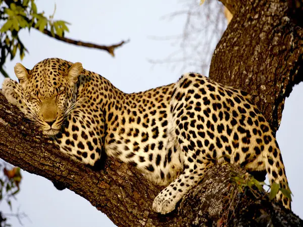 animales animales