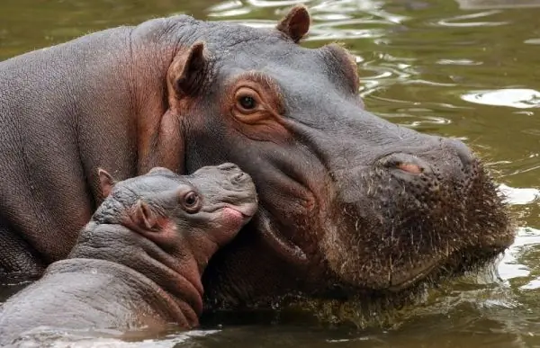 animales animales