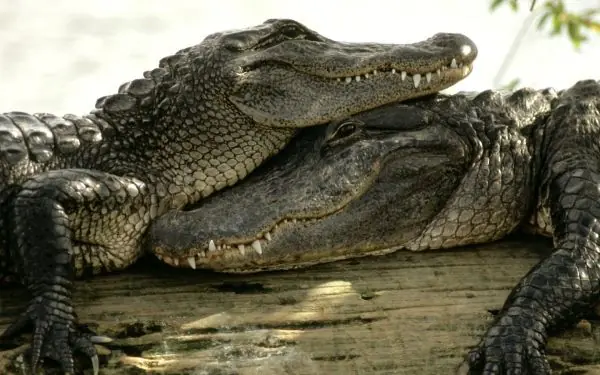 20 de las criaturas más mortales del mundo 20 de las criaturas más mortales del mundo