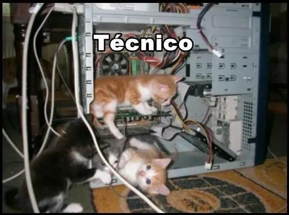gatos graciosos