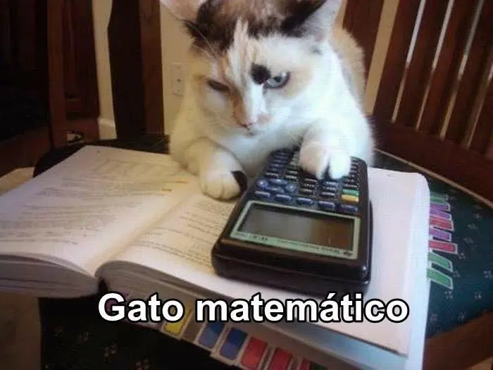 gatos graciosos