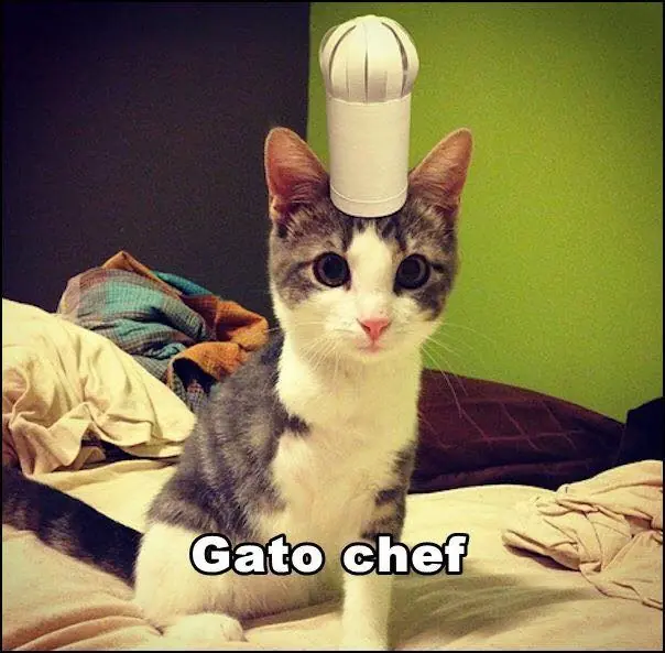 gatos lindos