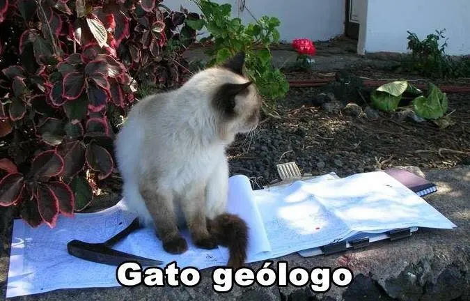 gatos
