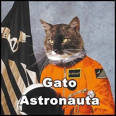 Gatos ejerciendo profesiones