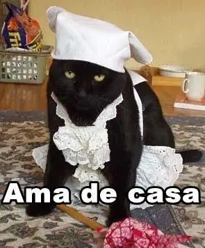 Gatos ejerciendo profesiones