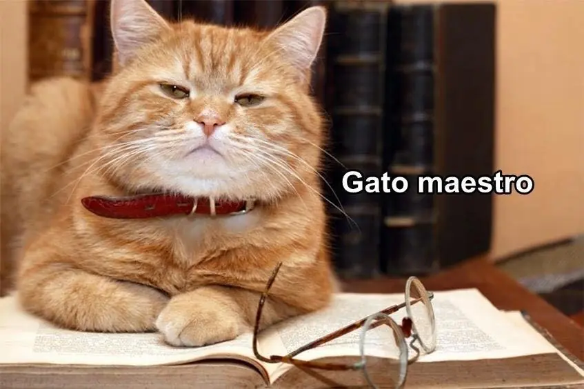 Gatos ejerciendo profesiones