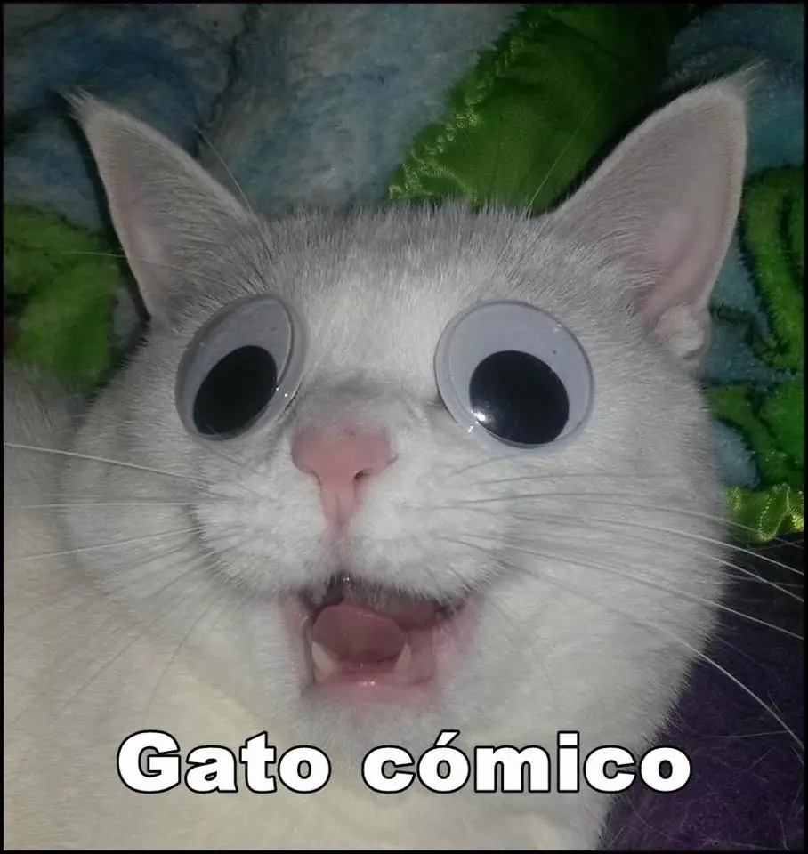 gatos graciosos
