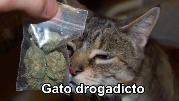 gatos graciosos