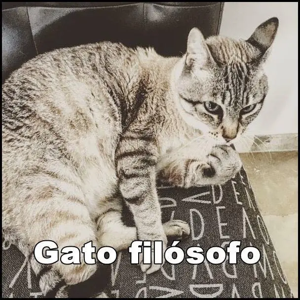 hermosos