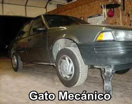 gatos