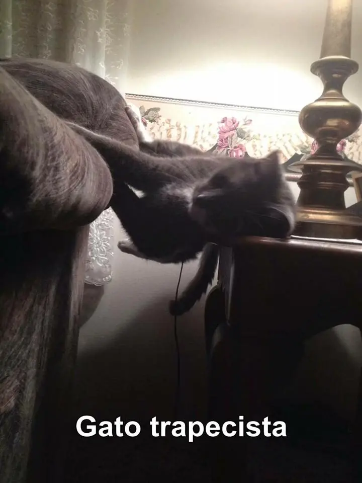 Gatos ejerciendo profesiones