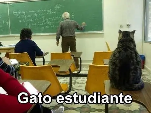 gatos