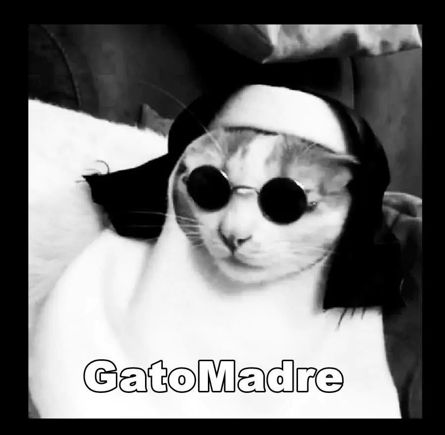 gatos