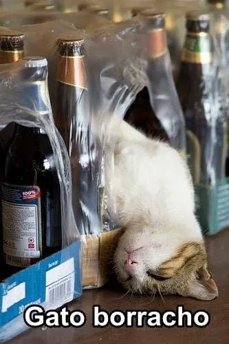 gatos