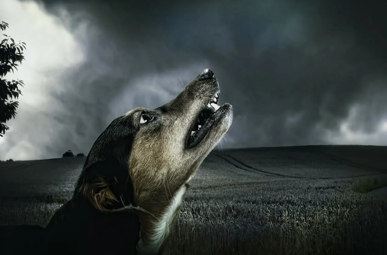 la noche de terror taringuera