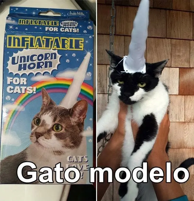 gatos lindos
