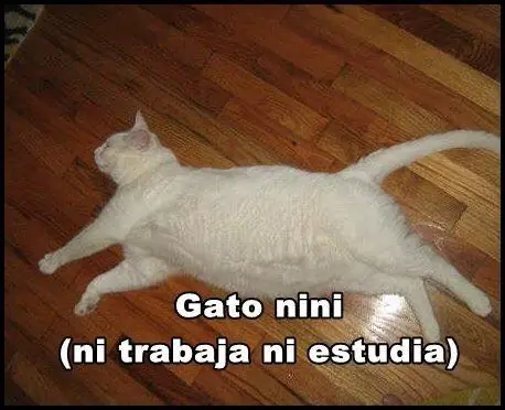 gatos lindos