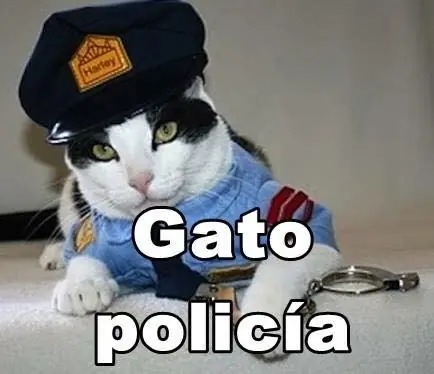 gatos lindos