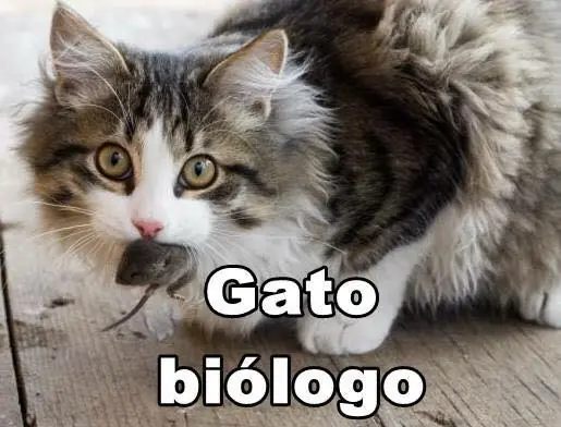 gatos lindos