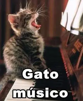 gatos graciosos