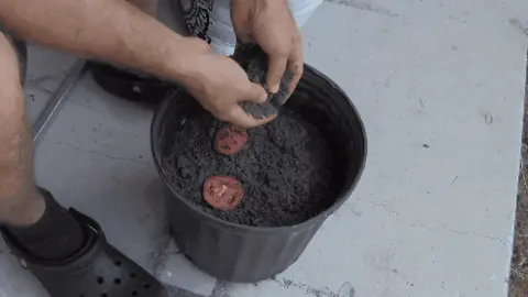 Verduras
