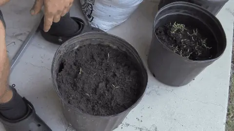 Agricultura