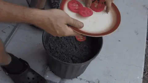 Tomate