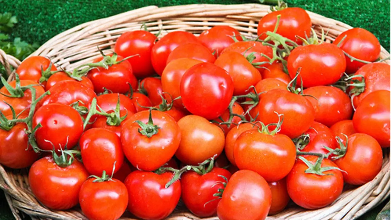 Cultiva tus propios jítomates en una maceta