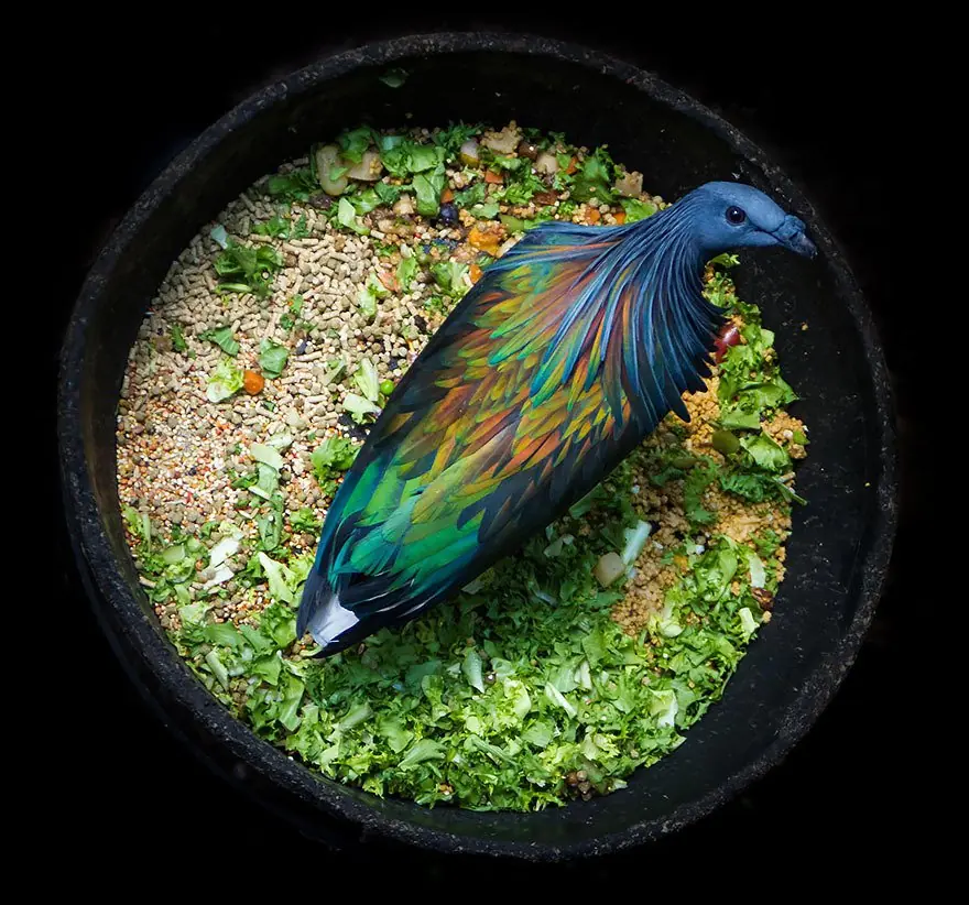 pajaro dodo pajaro dodo