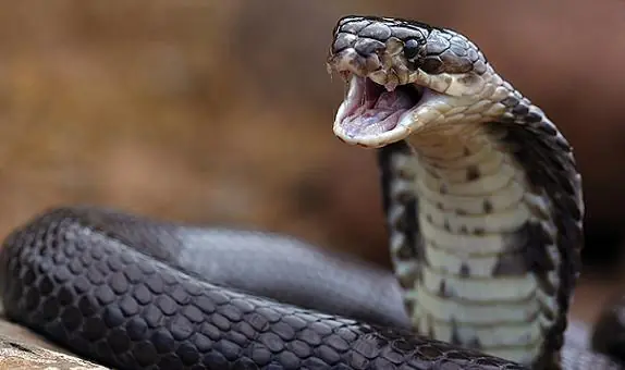 cobra real cobra real