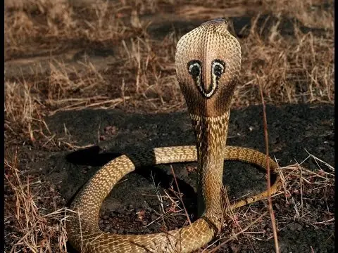 animales animales