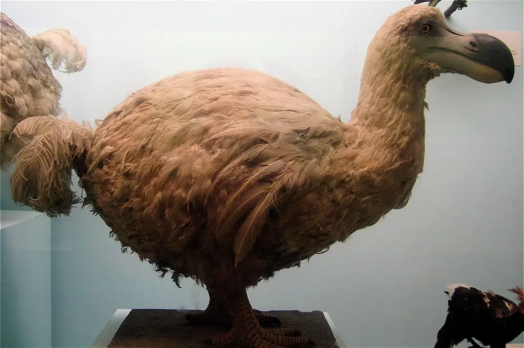 Entra y visita al pariente mas vivo del pajaro dodo